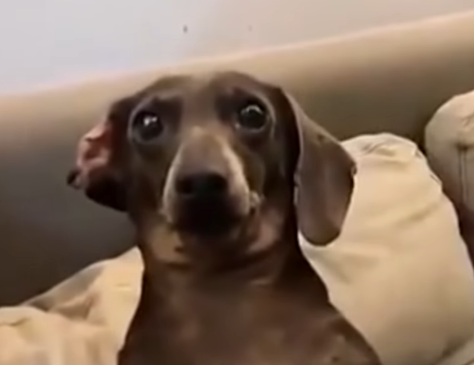 voici une photo d'un chien rigolo